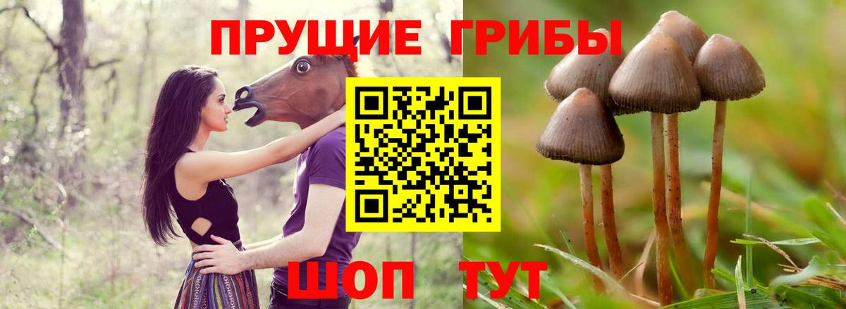 Псилоцибиновые грибы GOLDEN TEACHER Отрадный